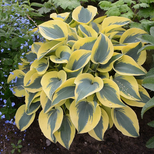 Hosta Autumn Frost, Variegated Plantain lily, Plantain Lily 'Autumn Frost', 'Autumn Frost' Hosta, Blue Hosta, Shade perennials, Plants for shade